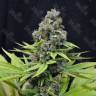 купить семена конопли S.A.D. (Sweet Afgani Delicious) feminised Ganja Seeds Fast Version дешиво  купить семена конопли S.A.D. (Sweet Afgani Delicious) feminised Ganja Seeds Fast Version дешиво