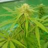 Lemon Zkittle feminised Dutch Passion Seeds Lemon Zkittle feminised Dutch Passion Seeds
