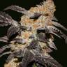 Haze regular Ganja Seeds Haze regular Ganja Seeds