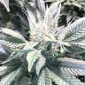 хорошие семена конопли Haze regular Ganja Seeds хорошие семена конопли Haze regular Ganja Seeds