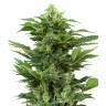 Auto Short Ryder regular Ganja Seeds Auto Short Ryder regular Ganja Seeds