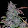 семена конопли марихуаны Auto Fastberry feminised Fast Buds семена конопли марихуаны Auto Fastberry feminised Fast Buds