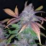 семена конопли элитных сортов Auto Fastberry feminised Fast Buds семена конопли элитных сортов Auto Fastberry feminised Fast Buds