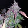 семена конопли в интернете Auto Fastberry feminised Fast Buds семена конопли в интернете Auto Fastberry feminised Fast Buds