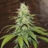 заказать качественные семена конопли Purple Trainwreck feminised Humboldt Seeds заказать качественные семена конопли Purple Trainwreck feminised Humboldt Seeds