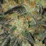 семена конопли марихуаны Killer Kush F1 Fast Version feminised Sweet Seeds семена конопли марихуаны Killer Kush F1 Fast Version feminised Sweet Seeds