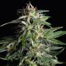 семена конопли купить онлайн Auto Sour Diesel feminised семена конопли купить онлайн Auto Sour Diesel feminised