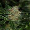 семена конопли в рф Auto Sour Diesel feminised семена конопли в рф Auto Sour Diesel feminised