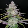 где можно заказать семена конопли Arjan's Ultra Haze 2 feminised Green House Seeds где можно заказать семена конопли Arjan's Ultra Haze 2 feminised Green House Seeds