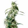 хорошие семена конопли Arjan's Ultra Haze 2 feminised Green House Seeds хорошие семена конопли Arjan's Ultra Haze 2 feminised Green House Seeds