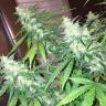 семена конопли в фирменной упаковке Auto Siberian Haze regular семена конопли в фирменной упаковке Auto Siberian Haze regular