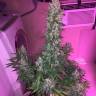 мощные семена конопли Auto Siberian Haze regular мощные семена конопли Auto Siberian Haze regular