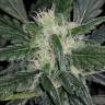 семена конопли интернет магазин Auto Siberian Haze regular семена конопли интернет магазин Auto Siberian Haze regular