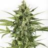 семена конопли в оригинальных упаковках Auto Blue Cheese feminised Dinafem Seeds семена конопли в оригинальных упаковках Auto Blue Cheese feminised Dinafem Seeds