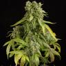 семена конопли недорого Auto Blue Cheese feminised Dinafem Seeds семена конопли недорого Auto Blue Cheese feminised Dinafem Seeds