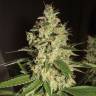 семена индийской конопли Raspberry Diesel feminised Humboldt Seeds семена индийской конопли Raspberry Diesel feminised Humboldt Seeds