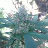 семена конопли в России Raspberry Diesel feminised Humboldt Seeds семена конопли в России Raspberry Diesel feminised Humboldt Seeds