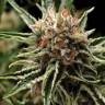 семена конопли с доставкой Shark feminised Pyramid Seeds семена конопли с доставкой Shark feminised Pyramid Seeds