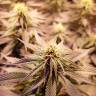 семена конопли Спб Sour Diesel feminised Royal Queen семена конопли Спб Sour Diesel feminised Royal Queen