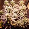 семена конопли Москва Sour Diesel feminised Royal Queen семена конопли Москва Sour Diesel feminised Royal Queen