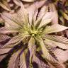 семена культурной конопли купить Sour Diesel feminised Royal Queen семена культурной конопли купить Sour Diesel feminised Royal Queen