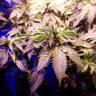 семена конопли индика Sour Diesel feminised Royal Queen семена конопли индика Sour Diesel feminised Royal Queen