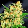 Семена Auto Bruce Banner feminised Ganja Seeds Семена Auto Bruce Banner feminised Ganja Seeds