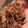 Семена конопли Auto Bruce Banner feminised Ganja Seeds Семена конопли Auto Bruce Banner feminised Ganja Seeds