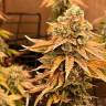 Качественные семена конопли Auto Bruce Banner feminised Ganja Seeds Качественные семена конопли Auto Bruce Banner feminised Ganja Seeds
