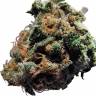 Auto Caiera feminised GanjaVIP Seeds Auto Caiera feminised GanjaVIP Seeds