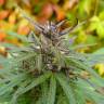 Auto Caiera feminised GanjaVIP Seeds Auto Caiera feminised GanjaVIP Seeds