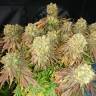 семена конопли для посадки купить Sour Blueberry feminised Humboldt Seeds семена конопли для посадки купить Sour Blueberry feminised Humboldt Seeds