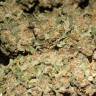 семена конопли интернет магазин Super Hash feminised Pyramid Seeds семена конопли интернет магазин Super Hash feminised Pyramid Seeds