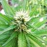 семена конопли для курения Special Kush 1 feminised Royal Queen семена конопли для курения Special Kush 1 feminised Royal Queen
