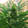 семена конопли медицинской Special Kush 1 feminised Royal Queen семена конопли медицинской Special Kush 1 feminised Royal Queen