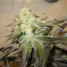 Head Band feminised Ganja Seeds семена каннабиса купить у надежного партнера  Head Band feminised Ganja Seeds семена каннабиса купить у надежного партнера