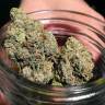 Head Band feminised Ganja Seeds купить семена каннабиса Head Band feminised Ganja Seeds купить семена каннабиса