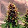 магазин семян конопли Auto Black Opium feminised Ganja Seeds магазин семян конопли Auto Black Opium feminised Ganja Seeds