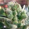 Auto Elektra feminised GanjaVIP Seeds Auto Elektra feminised GanjaVIP Seeds