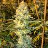 семена индийской конопли Super Silver Haze feminised Green House Seeds семена индийской конопли Super Silver Haze feminised Green House Seeds