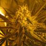 семена конопли индика Super Silver Haze feminised Green House Seeds семена конопли индика Super Silver Haze feminised Green House Seeds
