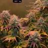 Night Queen feminised Dutch Passion Seeds Night Queen feminised Dutch Passion Seeds