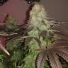 семена конопли элитных сортов Sour Diesel #2 feminised Humboldt Seeds семена конопли элитных сортов Sour Diesel #2 feminised Humboldt Seeds