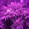 семена конопли феминизированные Super OG Kush feminised Pyramid Seeds семена конопли феминизированные Super OG Kush feminised Pyramid Seeds