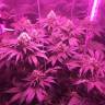 качественные семена конопли Super OG Kush feminised Pyramid Seeds качественные семена конопли Super OG Kush feminised Pyramid Seeds