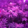 урожайные семена конопли Super OG Kush feminised Pyramid Seeds урожайные семена конопли Super OG Kush feminised Pyramid Seeds