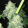 семена конопли феминизированные S.A.D. Sweet Afgani Delicious CBD feminised Sweet Seeds семена конопли феминизированные S.A.D. Sweet Afgani Delicious CBD feminised Sweet Seeds