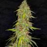 купить семена конопли Auto White Russian XXL feminised купить семена конопли Auto White Russian XXL feminised