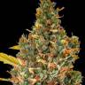 купить семена конопли в магазине Auto White Russian XXL feminised купить семена конопли в магазине Auto White Russian XXL feminised