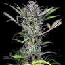 автоцветущие сорта конопли Auto White Russian XXL feminised автоцветущие сорта конопли Auto White Russian XXL feminised